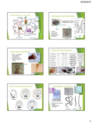 26/06/2018
3
Ciclo
±
1
mes
viven ≈ 3 meses
Huevos liberados
Hembra partenogenética
Migración extraintestinal
larva filarioide: hígado,
corazón, pulmón
Huevos
Ruptura huevo y
liberación larva
rabditoide
Transformación larva
Rabditoide a Filarioide
Penetración piel Hábitat:
Duodeno y yeyuno
Ciclo Evolutivo S. stercoralis
Morfología Anquilostomídeos
Blastómeras
Larva
Huevo larvado
N. americanus 70 x 40 μm
A. duodenale 60 x 40 μm
• Ovoides
• 2, 4, 8 o más
blastómeras
• Cubierta hialina
refringente
Cubierta
Adultos
Morfología Anquilostomídeos
• Mide ≈ 1 cm de largo
• Forma cilíndrica
• Cápsula bucal
• Dimorfismo sexual
• Abertura vulvar en la
hembra
Dientes
Bolsa
Copulatriz
(Macho)
Adulto Anquilostomídeos
Forma de Punta (Hembra)
Nemátodo Forma
Tamaño (mm)
(♂) (♀)
Bolsa Copulatriz Cápsula Bucal
N. americanus S 5 - 9 5 - 11
largo>ancho
(paragua cerrado)
1 par de placas
cortantes
A. duodenale C 7 - 10 10 -15
ancho>largo
(paragua abierto)
2 pares dientes
A. caninum C 10 14
ancho>largo
(paragua abierto)
3 pares dientes
A. braziliense C 7 - 8 9 - 10
largo>ancho
(paragua cerrado)
1 par de
dientes
A. ceylanicum C 8 - 9 9 - 11
largo = ancho
(pequeña)
1 par de
dientes
A. duodenale
Caracteres Macroscópicos
Cápsula Bucal
Bolsa Copulatriz
Cápsula Bucal
Bolsa Copulatriz
N. americanus
Caracteres Macroscópicos
A. duodenale
A. caninum
A. braziliensis
N. americanus
Cápsula Bucal Anquilostomídeos
Vista Perfil
Morfología S. stercoralis
Larva
Cáscara
40-70 μm de largo
20-35 μm de ancho
• Están dentro enterocitos
• Ovoides
• Cubierta hialina
refringente
Hembra parasita Adultos libres
Larva
 