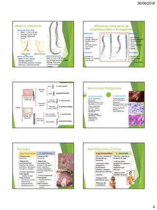 26/06/2018
4
Adulto S. stercoralis
Hembrade Vida Libre:
• Mide 1,1 mm x 60 μm
• Vestíbulo bucal corto
• Esófago rabditoide
• Vulva
Macho de vida libre
Hembra de vida
libre
Macho de vida libre:
Mide 0,7 mm x 80 μm
Esófago rabditoide
Extremidad posterior curvada
Testículo y vesícula seminal
Hembra Parasitaria :
Mide 2,5 mm x 30-70 μm
Extremidad anterior afilada
Esófago filarioide
2 Ovario y Útero
3 labios
Diferencias entre larvas de
Anquilostomídeos y Strongyloides
Rabditoide:
• 250-300 μm
• Esófago rabditoide
• Vestíbulo bucal
largo
• Primordio genital
poco visible
• Lentas
Filarioide:
• 500-600 μm
• Esófago 1/3 longitud
• Cola afilada
Rabditoide:
• 250-300 μm
• Esófago rabditoide
• Vestíbulo bucal
corto
• Primordio genital
visible
• Lentas
Filarioide:
• 500-600 μm
• Esófago mitad
cuerpo
• Cola larga termina
en W
Esófago tipo
rabditoide
Esófago tipo
filarioide
Vestíbulo
bucal
Primordio
genital
corto
largo
Grande
bien visible
Pequeño
poco visible
Cola truncada
con escotadura
Cola afilada
Termina-
ción cola
S. stercoralis
S. stercoralis
S. stercoralis
anquilostomídeo
anquilostomídeo
anquilostomídeo
Larva
Mecanismos Patogénicos
S. stercoralis
•Penetración piel:
Larva filarioide L3
•Migración
extraintestinal:
Larva filarioide L3, L4 y
L5
•Tracto intestinal:
Gusanos adultos
•Período larvario:
mecánicos
•Período adulto:
mecánicos, tóxicos,
expoliadora,
inflamatoria,
irritativa
•Penetración piel:
Larva filarioide L2
•Migración
extraintestinal: Larva
filarioide L3, L4 y L5
•Tracto intestinal:
Hembra partenogenética
Anquilostomídeo
s Mecanismos Patogénicos
Larva filarioide L3
Migración
extraintestinal: Larva
filarioide L3, L4 y L5
Tracto intestinal:
Gusanos adultos
Período larvario:
mecánicos
Período adulto:
mecánicos, tóxicos,
expoliadora,
inflamatoria,
irritativa
Anquilostomídeos
Penetración piel:
Larva filarioide L2
Migración
extraintestinal: Larva
filarioide L3, L4 y L5
Tracto intestinal:
Hembra
partenogenética
S. stercoralis
S. stercoralis
Anquilostomídeo
s
•Penetración:
dermatitis
•Migración
extraintestinal:
Síndrome de Löeffler-
eosinofilia, Neumonitis,
Faringitis y Laringitis
•Tracto intestinal:
Fase Aguda:
Lesiones locales
Fase Crónica:
Anemia (microcítica-
hipocrómica)
Hipoproteinemia
Hipoalbuminemia
•Penetración:
dermatitis
•Migración
extraintestinal:
Neumonía-meningitis-
sepsis (equilibrio
parásito-hospedador
alterado)-Síndrome de
Löeffler
•Tracto intestinal:
Fase Aguda:
Duodenoyeyunitis
catarral
Fase Crónica:
Estrongiloidiasis
crónica
Patología
S. stercoralis
Anquilostomídeos
•Prurito- eritema y
formación de
vesículas
•Anorexia- dolor
epigástrico
persistente-
vómitos- náuseas-
flatulencia- diarrea
•Anemia
•Desnutrición-
perdida de peso
•Retardo del
crecimiento
•Prurito- pápulas y
eritema en piel
•Cólicos-dolor
epigástrico-náuseas-
vómitos-
malabsorción-
diarrea
•Desnutrición-
perdida de peso
Manifestaciones Clínicas
 