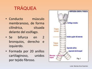TRÁQUEA Conducto músculo membranoso, de forma cilíndrica, situada delante del esófago. Se bifurca en 2 bronquios, derecho e izquierdo. Formada por 20 anillos cartilaginoso, unidos por tejido fibroso. Lcda. Narcisa Arce Guerrero 