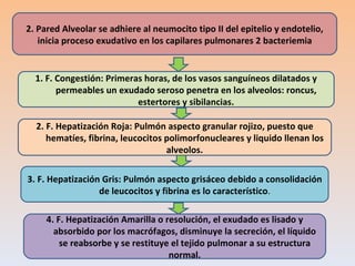 2. Pared Alveolar se adhiere al neumocito tipo II del epitelio y endotelio, inicia proceso exudativo en los capilares pulmonares 2 bacteriemia 2. F. Hepatización Roja: Pulmón aspecto granular rojizo, puesto que hematíes, fibrina, leucocitos polimorfonucleares y liquido llenan los alveolos. 3. F. Hepatización Gris: Pulmón aspecto grisáceo debido a consolidación de leucocitos y fibrina es lo característico . 1. F. Congestión: Primeras horas, de los vasos sanguíneos dilatados y permeables un exudado seroso penetra en los alveolos: roncus, estertores y sibilancias. 4. F. Hepatización Amarilla o resolución, el exudado es lisado y absorbido por los macrófagos, disminuye la secreción, el líquido se reabsorbe y se restituye el tejido pulmonar a su estructura normal. 