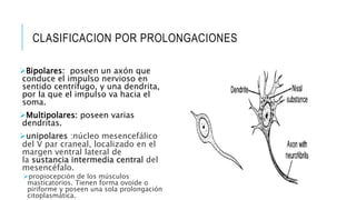 CLASIFICACION POR PROLONGACIONES
Bipolares: poseen un axón que
conduce el impulso nervioso en
sentido centrífugo, y una dendrita,
por la que el impulso va hacia el
soma.
Multipolares: poseen varias
dendritas.
unipolares :núcleo mesencefálico
del V par craneal, localizado en el
margen ventral lateral de
la sustancia intermedia central del
mesencéfalo.
propiocepción de los músculos
masticatorios. Tienen forma ovoide o
piriforme y poseen una sola prolongación
citoplasmática.
 