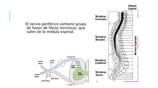 El nervio periférico contiene grupo
de haces de fibras nerviosas, que
salen de la médula espinal.
 