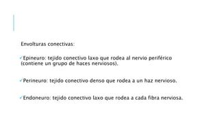 Envolturas conectivas:
Epineuro: tejido conectivo laxo que rodea al nervio periférico
(contiene un grupo de haces nerviosos).
Perineuro: tejido conectivo denso que rodea a un haz nervioso.
Endoneuro: tejido conectivo laxo que rodea a cada fibra nerviosa.
 