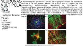 NEURONAS
MULTIPOLA
RES
- un axón
- múltiples dendritas
FORMAS:
 CESTA
 ESTRELLADA
 FUSIFORME
 PIRAMIDAL: corteza
cerebral
A. Fotomicrografía que muestra células de un ganglio nervioso, de morfología
piriforme y de tipo bipolar (flecha), de acuerdo con la cantidad de sus
prolongaciones citoplasmáticas. Microscopia de fluorescencia. B.
Fotomicrografía que muestra células de Purkinje, de morfología piriforme y tipo
multipolar (flechas). Microscopia de fluorescencia. C. Fotomicrografía que revela
neuronas del asta anterior de la médula espinal, de morfología estrellada y tipo
multipolar (flecha). Microscopia de fluorescencia. D. Fotomicrografía que
muestra células de la corteza cerebral, de morfología piramidal y tipo multipolar
(flecha). Microscopia confocal láser.
 