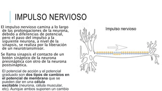 IMPULSO NERVIOSO
El impulso nervioso camina a lo largo
de las prolongaciones de la neurona,
debido a diferencias de potencial,
pero el paso del impulso a la
siguiente neurona, a nivel de la
sinapsis, se realiza por la liberación
de un neurotransmisor.
Se llama sinapsis el contacto de un
botón sináptico de la neurona
presináptica con otro de la neurona
postsináptica.
El potencial de acción y el potencial
graduado son dos tipos de cambios en
el potencial de membrana que se
pueden dar en una célula
excitable (neurona, célula muscular,
etc). Aunque ambos suponen un cambio
 
