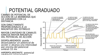 POTENTIAL GRADUADO
CAMBIO DE POTENCIAL DE
ACCIÓN DE LA MEMBRANA QUE
VA VARIANDO CON LA
DISTANCIA
SON DIRECTAMENTE
PROPORCIONALES A LA
MAGNITUD DEL ESTIMULO
MAYOR CANTIDAD DE CANALES
IONICOS MAYOR MAGNITUD
DEL POTENCIAL DE ACCIÓN
DESPOLARIZADOS: puede
desencadenar un potencial de
acción si alcanza una intensidad
por encima del potencial
umbral-55 mv
HIPERPOLARIZANTE: potencial
 