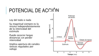 POTENCIAL DE ACCIÓN
Ley del todo o nada
Su magnitud siempre es la
misma independientemente
de la intensidad del
estimulo
Puede recorrer largas
distancias sin perder
intensidad
Implica apertura de canales
iónicos regulados por
voltaje
 