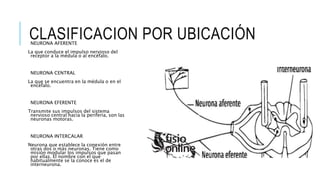 CLASIFICACION POR UBICACIÓN
NEURONA AFERENTE
La que conduce el impulso nervioso del
receptor a la médula o al encéfalo.
NEURONA CENTRAL
La que se encuentra en la médula o en el
encéfalo.
NEURONA EFERENTE
Transmite sus impulsos del sistema
nervioso central hacia la periferia, son las
neuronas motoras.
NEURONA INTERCALAR
Neurona que establece la conexión entre
otras dos o más neuronas. Tiene como
misión modular los impulsos que pasan
por ellas. El nombre con el que
habitualmente se la conoce es el de
interneurona.
 