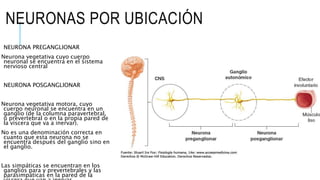 NEURONAS POR UBICACIÓN
NEURONA PREGANGLIONAR
Neurona vegetativa cuyo cuerpo
neuronal se encuentra en el sistema
nervioso central
NEURONA POSGANGLIONAR
Neurona vegetativa motora, cuyo
cuerpo neuronal se encuentra en un
ganglio (de la columna paravertebral,
o prevertebral o en la propia pared de
la víscera que va a inervar).
No es una denominación correcta en
cuanto que esta neurona no se
encuentra después del ganglio sino en
el ganglio.
Las simpáticas se encuentran en los
ganglios para y prevertebrales y las
parasimpáticas en la pared de la
 