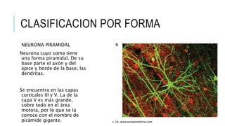 CLASIFICACION POR FORMA
NEURONA PIRAMIDAL
Neurona cuyo soma tiene
una forma piramidal. De su
base parte el axón y del
ápice y borde de la base, las
dendritas.
Se encuentra en las capas
corticales III y V. La de la
capa V es más grande,
sobre todo en el área
motora, por lo que se la
conoce con el nombre de
pirámide gigante.
 