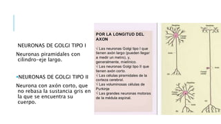 NEURONAS DE GOLGI TIPO I
Neuronas piramidales con
cilindro-eje largo.
NEURONAS DE GOLGI TIPO II
Neurona con axón corto, que
no rebasa la sustancia gris en
la que se encuentra su
cuerpo.
 