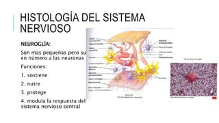 HISTOLOGÍA DEL SISTEMA
NERVIOSO
NEUROGLÍA:
Son mas pequeñas pero superan
en número a las neuronas
Funciones:
1. sostiene
2. nutre
3. protege
4. modula la respuesta del
sistema nervioso central
 