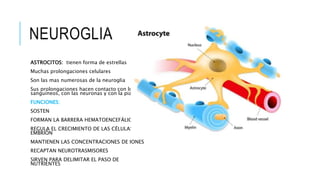 NEUROGLIA
ASTROCITOS: tienen forma de estrellas
Muchas prolongaciones celulares
Son las mas numerosas de la neuroglia
Sus prolongaciones hacen contacto con los vasos
sanguíneos, con las neuronas y con la piamadre
FUNCIONES:
SOSTEN
FORMAN LA BARRERA HEMATOENCEFÁLICA
REGULA EL CRECIMIENTO DE LAS CÉLULAS EN EL
EMBRIÓN
MANTIENEN LAS CONCENTRACIONES DE IONES
RECAPTAN NEUROTRASMISORES
SIRVEN PARA DELIMITAR EL PASO DE
NUTRIENTES
 
