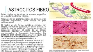 ASTROCITOS FIBROSOS
Estas células se localizan de manera específica
en la sustancia blanca fibrosa.
Algunas de las prolongaciones se dirigen a los
capilares adyacentes, para formar los pies
perivasculares
El núcleo es de forma ovoide o circular, con
escasa cromatina granular y poco densa; el
nucleolo no es evidente. Presentan todos los
organelos comunes al resto de las células
nerviosas, además de fibrillas muy finas que
corresponden a filamentos intermedios (de
proteína glial fibrilar ácida, GFAP) al igual que
los astrocitos protoplásmicos
A. Esquema que ilustra la morfología de un
astrocito fibroso y un oligodendrocito. B.
Fotomicrografía que revela astrocitos fibrosos (1);
se observan sus prolongaciones citoplasmáticas
(2) que están en contacto con vasos capilares (3).
Sublimado de oro de Cajal. C. Fotomicrografía que
muestra astrocitos fibrosos positivos para GFAP
(1); destacan sus prolongaciones citoplasmáticas
 