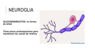 NEUROGLIA
OLIGODENDROCITOS: en forma
de árbol
Tiene pocas prolongaciones pero
mantienen las vainas de mielina
 