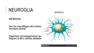 NEUROGLIA
MICROGLÍA
Son los macrófagos del sistema
nervioso central
Fagocitan microorganismos que
lleguen al SN y células dañadas
 