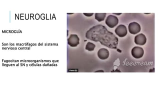 NEUROGLIA
MICROGLÍA
Son los macrófagos del sistema
nervioso central
Fagocitan microorganismos que
lleguen al SN y células dañadas
 