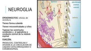 NEUROGLIA
EPENDIMOCITOS: células de
vestidura
Tienen forma cuboide
Tienen microvellsidades y cilios
Tapizan los ventrículos
cerebrales y el epéndimo o
conducto central de la médula
espinal
FUNCIÓN:
PRODUCEN, CONTROLAN Y
AYUDAN A LA CIRCULACIÓN DE
LIQUIDO CEFALORRAQUIDEO O
CEREBROESPINAL
 