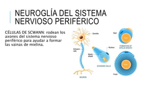 NEUROGLÍA DEL SISTEMA
NERVIOSO PERIFÉRICO
CÉLULAS DE SCWANN: rodean los
axones del sistema nervioso
periférico para ayudar a formar
las vainas de mielina.
 