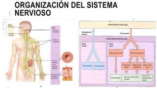 ORGANIZACIÓN DEL SISTEMA
NERVIOSO
 