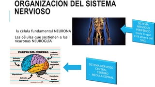 ORGANIZACIÓN DEL SISTEMA
NERVIOSO
la célula fundamental NEURONA
Las células que sostienen a las
neuronas NEUROGLÍA
 