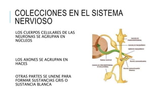 COLECCIONES EN EL SISTEMA
NERVIOSO
LOS CUERPOS CELULARES DE LAS
NEURONAS SE AGRUPAN EN
NÚCLEOS
LOS AXONES SE AGRUPAN EN
HACES
OTRAS PARTES SE UNENE PARA
FORMAR SUSTANCIAS GRIS O
SUSTANCIA BLANCA
 