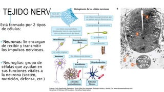 TEJIDO NERVIOSO
Está formado por 2 tipos
de células:
Neuronas: Se encargan
de recibir y transmitir
los impulsos nerviosos.
Neuroglias: grupo de
células que ayudan en
sus funciones vitales a
la neurona (sostén,
nutrición, defensa, etc.)
 