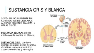 SUSTANCIA GRIS Y BLANCA
SE VEN MAS CLARAMENTE EN
CEREBROS RECIEN DISECADOS
ALGUNAS REGIONES BLANCAS Y
OTRAS GRICES
SUSTANCIA BLANCA: axones
mielinicos (la mielina es blanca)
SUSTANCIAS GRIS: contiene
cuerpos celulares de las neurona,
denditras, axones amielinicos,
axones terminales y neuroglia.
 