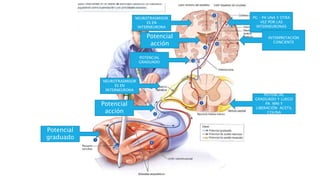 Potencial
graduado
Potencial
acción
POTENCIAL
GRADUADO
Potencial
acción
NEUROTRASMISOR
ES EN
INTERNEURONA
NEUROTRASMISOR
ES EN
INTERNEURONA
PG – PA UNA Y OTRA
VEZ POR LAS
INTERNEURONAS
INTERPRETACIÓN
CONCIENTE
POTENCIAL
GRADUADO Y LUEGO
PA MNI Y
LIBERACIÓN ACETIL
COLINA
 