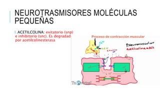 NEUROTRASMISORES MOLÉCULAS
PEQUEÑAS
1.ACETILCOLINA: exitatorio (snp)
e inhibitorio (snc). Es degradada
por acetilcolinesterasa
 