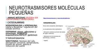NEUROTRASMISORES MOLÉCULAS
PEQUEÑAS
1.AMINAS BIÓGENAS (PUEDEN SER
EXITATORIAS E INHBITORIAS)
2.CATOCALAMINAS
NORADRENALINA y ADRENALINA:
vigilia y despertar regulación del
estado anímico
DOPAMINA: placer, adicciones y
emociones. AUMENTO:
esquizofrenia DEFICIT: parkinson
5 hidroxitriptamina
SEROTONINA: Núcleos del rafe,
percepción sensorial, temperatura,
estado de animo, apetito e
inducción del sueño
 
