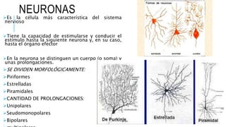 NEURONAS
Es la célula más característica del sistema
nervioso
Tiene la capacidad de estimularse y conducir el
estímulo hasta la siguiente neurona y, en su caso,
hasta el órgano efector
En la neurona se distinguen un cuerpo (o soma) y
unas prolongaciones.
SE DIVIDEN MORFOLÓGICAMENTE:
Piriformes
Estrelladas
Piramidales
CANTIDAD DE PROLONGACIONES:
Unipolares
Seudomonopolares
Bipolares
 