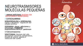 NEUROTRASMISORES
MOLÉCULAS PEQUEÑAS
1.AMINAS BIÓGENAS (PUEDEN SER
EXITATORIAS E INHBITORIAS)
2.CATOCALAMINAS
NORADRENALINA y ADRENALINA:
vigilia y despertar regulación del
estado anímico
DOPAMINA: placer, adicciones y
emociones. AUMENTO:
esquizofrenia DEFICIT: parkinson
5 hidroxitriptamina
SEROTONINA: Núcleos del rafe,
percepción sensorial, temperatura,
estado de animo, apetito e
inducción del sueño
 