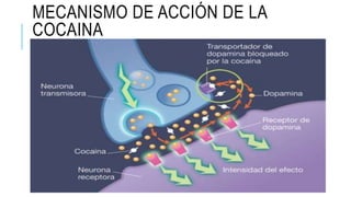 MECANISMO DE ACCIÓN DE LA
COCAINA
 
