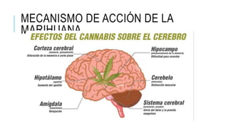 MECANISMO DE ACCIÓN DE LA
MARIHUANA
 