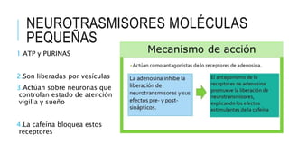 NEUROTRASMISORES MOLÉCULAS
PEQUEÑAS
1.ATP y PURINAS
2.Son liberadas por vesículas
3.Actúan sobre neuronas que
controlan estado de atención
vigilia y sueño
4.La cafeína bloquea estos
receptores
 