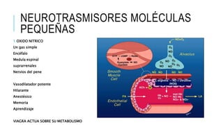 NEUROTRASMISORES MOLÉCULAS
PEQUEÑAS
1.OXIDO NITRICO
Un gas simple
Encéfalo
Medula espinal
suprarrenales
Nervios del pene
Vasodilatador potente
Hilarante
Anestésico
Memoria
Aprendizaje
VIAGRA ACTUA SOBRE SU METABOLISMO
 