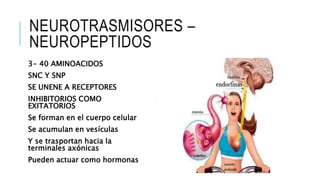 NEUROTRASMISORES –
NEUROPEPTIDOS
3- 40 AMINOACIDOS
SNC Y SNP
SE UNENE A RECEPTORES
INHIBITORIOS COMO
EXITATORIOS
Se forman en el cuerpo celular
Se acumulan en vesículas
Y se trasportan hacia la
terminales axónicas
Pueden actuar como hormonas
 