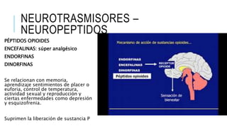 NEUROTRASMISORES –
NEUROPEPTIDOS
PÉPTIDOS OPIOIDES
ENCEFALINAS: súper analgésico
ENDORFINAS
DINORFINAS
Se relacionan con memoria,
aprendizaje sentimientos de placer o
euforia, control de temperatura,
actividad sexual y reproducción y
ciertas enfermedades como depresión
y esquizofrenia.
Suprimen la liberación de sustancia P
 
