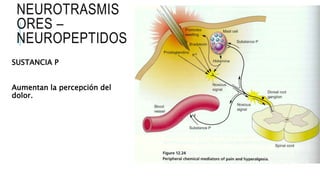NEUROTRASMIS
ORES –
NEUROPEPTIDOS
SUSTANCIA P
Aumentan la percepción del
dolor.
 