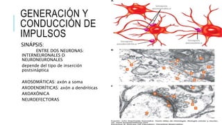 GENERACIÓN Y
CONDUCCIÓN DE
IMPULSOS
SINÁPSIS:
ENTRE DOS NEURONAS:
INTERNEURONALES O
NEURONEURONALES
depende del tipo de inserción
postsináptica
AXOSOMÁTICAS: axón a soma
AXODENDRÍTICAS: axón a dendríticas
AXOAXÓNICA
NEUROEFECTORAS
 