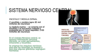 SISTEMA NERVIOSO CENTRAL
ENCEFALO Y MEDULA ESPINAL
El encéfalo o cerebro (aprx 85 mil
millones de neuronas)
La medula espina: - se conecta con el
encéfalo y se encuentra rodeada y
protegida por el canal raquídeo. (100
millones de neuronas)
En el sistema Nervioso central, se
procesa información sensitiva
aferente, se crean pensamientos,
emociones y recuerdos.
Se originan los impulsos nerviosos
para que los músculos se muevan y
para que algunas glándulas segreguen
hormonas
 