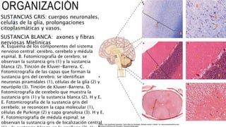 ORGANIZACIÓN
SUSTANCIAS GRIS: cuerpos neuronales,
celulas de la glía, prolongaciones
citoplasmáticas y vasos.
SUSTANCIA BLANCA: axones y fibras
nerviosas Mielinicas
A. Esquema de los componentes del sistema
nervioso central: cerebro, cerebelo y médula
espinal. B. Fotomicrografía de cerebro; se
observan la sustancia gris (1) y la sustancia
blanca (2). Tinción de Kluver-Barrera. C.
Fotomicrografía de las capas que forman la
sustancia gris del cerebro; se identifican
neuronas piramidales (1), células de la glía (2) y
neurópilo (3). Tinción de Kluver-Barrera. D.
Fotomicrografía de cerebelo que muestra la
sustancia gris (1) y la sustancia blanca (2). H y E.
E. Fotomicrografía de la sustancia gris del
cerebelo; se reconocen la capa molecular (1),
células de Purkinje (2) y capa granulosa (3). H y E.
F. Fotomicrografía de médula espinal; se
observan la sustancia gris de localización central
 