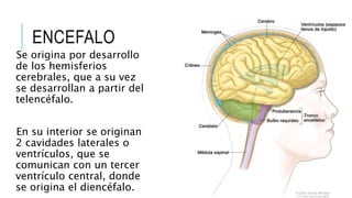 ENCEFALO
Se origina por desarrollo
de los hemisferios
cerebrales, que a su vez
se desarrollan a partir del
telencéfalo.
En su interior se originan
2 cavidades laterales o
ventrículos, que se
comunican con un tercer
ventrículo central, donde
se origina el diencéfalo.
 