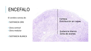 ENCEFALO
El cerebro consta de:
SUSTANCIA GRIS
Zona cortical
Zona medular
SUSTANCIA BLANCA
 