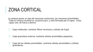 ZONA CORTICAL
La corteza posee un tipo de neuronas exclusivas; las neuronas piramidales.
Toda la corteza cerebral es sustancia gris, y está formada por 6 capas. Estas
capas son, de fuera a dentro:
1. Capa molecular: contiene fibras nerviosas y células de Cajal.
1. Capa granulosa externa: contiene células piramidales pequeñas.
1. Capa de las células piramidales: contiene células piramidales y células
granulosas.
 