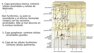 4. Capa granulosa interna: contiene
células piramidales y células de
Martinotti.
(Son fusiformes, su axón es
ascendente y se bifurca, formando
sinapsis con las neuronas
piramidales. Sólo se han descrito en
la corteza cerebral).
5. Capa ganglionar: contiene células
piramidales grandes
6. Capa de las células fusiformes:
contiene células polimorfas.
 