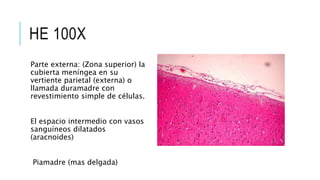 HE 100X
Parte externa: (Zona superior) la
cubierta meníngea en su
vertiente parietal (externa) o
llamada duramadre con
revestimiento simple de células.
El espacio intermedio con vasos
sanguíneos dilatados
(aracnoides)
Piamadre (mas delgada)
 