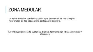 ZONA MEDULAR
La zona medular contiene axones que provienen de los cuerpos
neuronales de las capas de la corteza del cerebro.
A continuación está la sustancia blanca, formada por fibras aferentes y
eferentes.
 