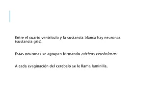 Entre el cuarto ventrículo y la sustancia blanca hay neuronas
(sustancia gris).
Estas neuronas se agrupan formando núcleos cerebelosos.
A cada evaginación del cerebelo se le llama laminilla.
 